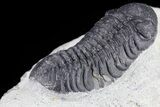 Bargain, Austerops Trilobite - Visible Eye Facets #80672-4